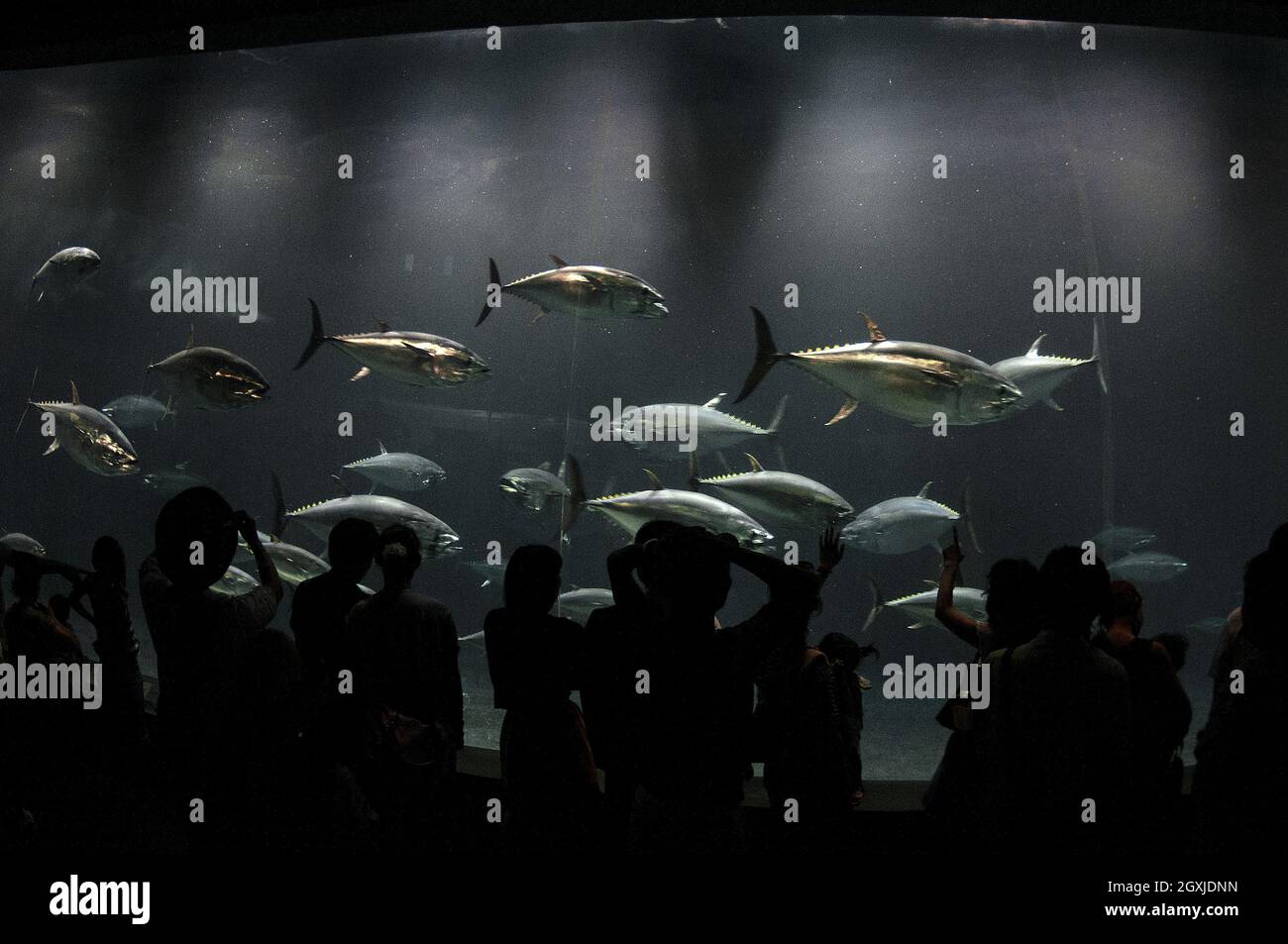 Yellowfin and bluefin tuna, Thunnus albacares and Thunnus orientalis, swimming in an Aquarium, Tokyo, Japan Stock Photo