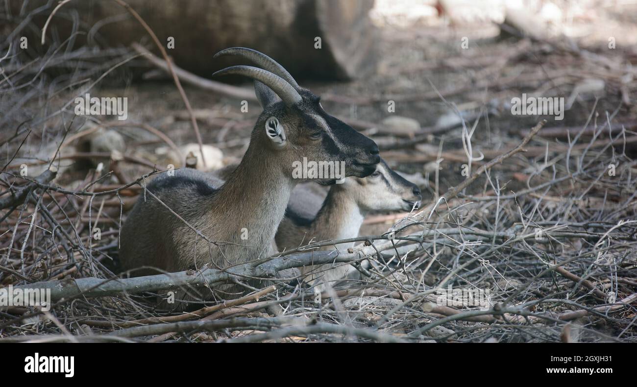 The kri-kri, Cretan goat, Agrimi or Cretan Ibex, in Latin Capra aegagrus cretica Stock Photo