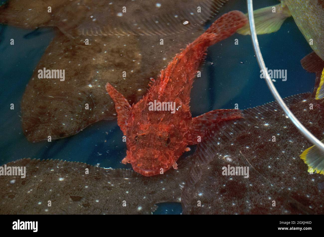 Live red scorpionfish, Scorpaena scrofa, over flounders for sale at the old Tsukiji Fish Market, Tokyo, Japan Stock Photo