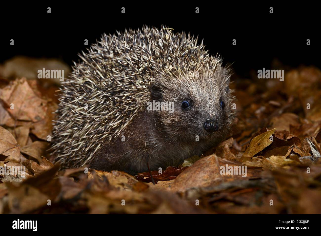 Adult hedgehog foraging in leaf litter in autumn. Dorset, UK Stock