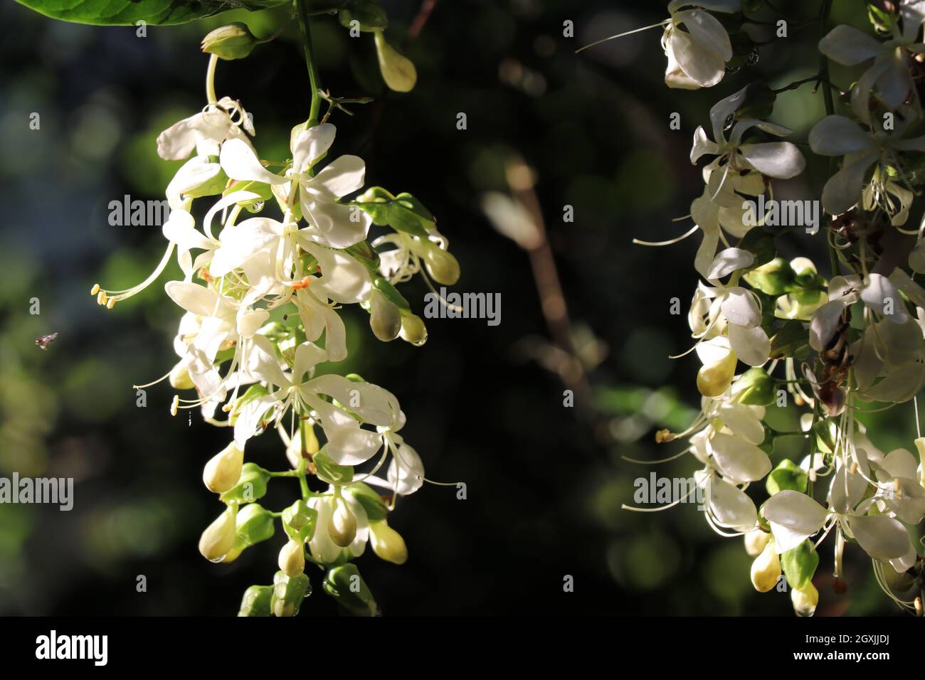 Beautiful blooming white hanging flowers in morning sunlight Stock