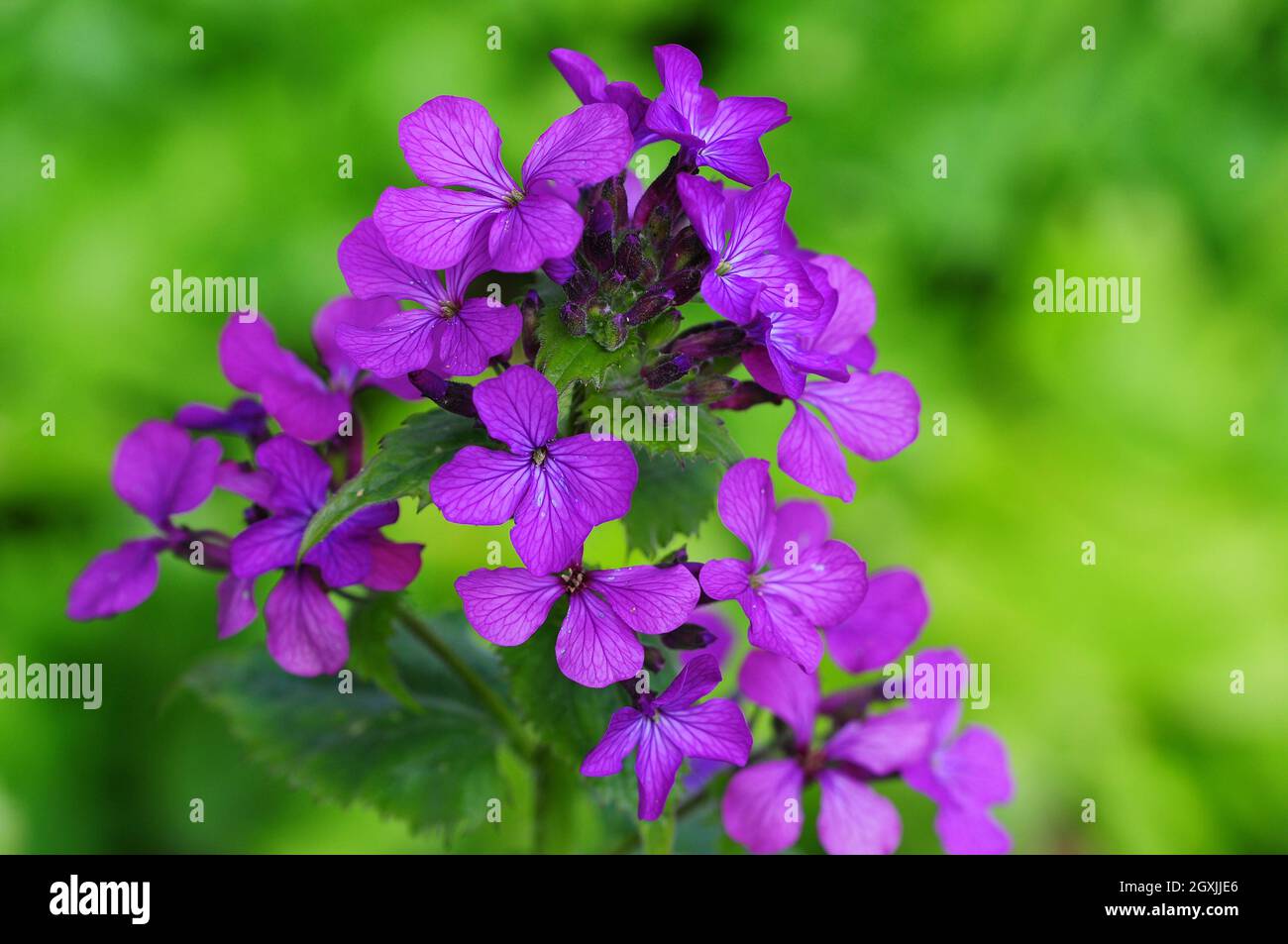 Honesty flowers in bloom Stock Photo