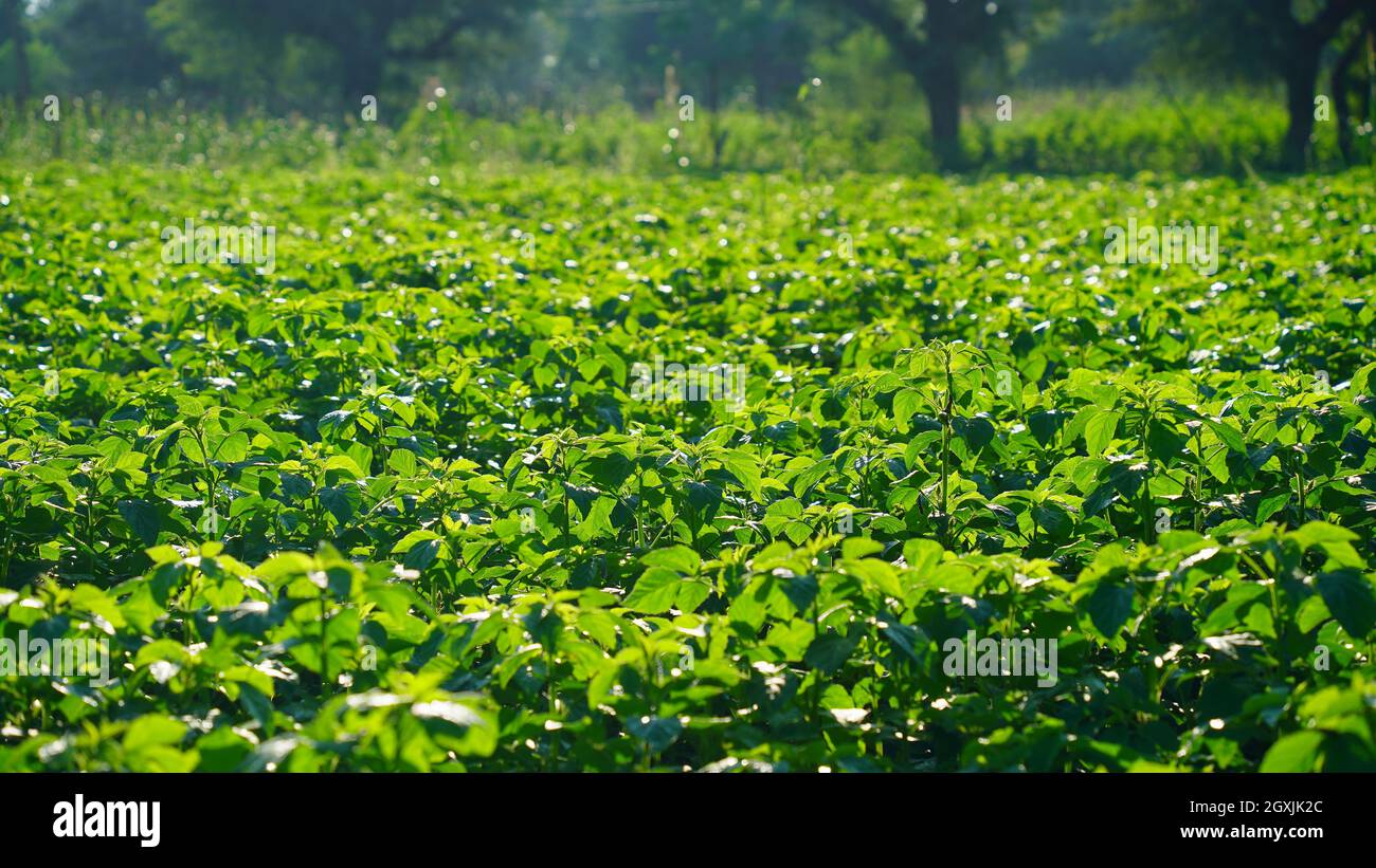 Morning time, Close up shot of cluster bean green field. Countryside field landscape photos. Stock Photo