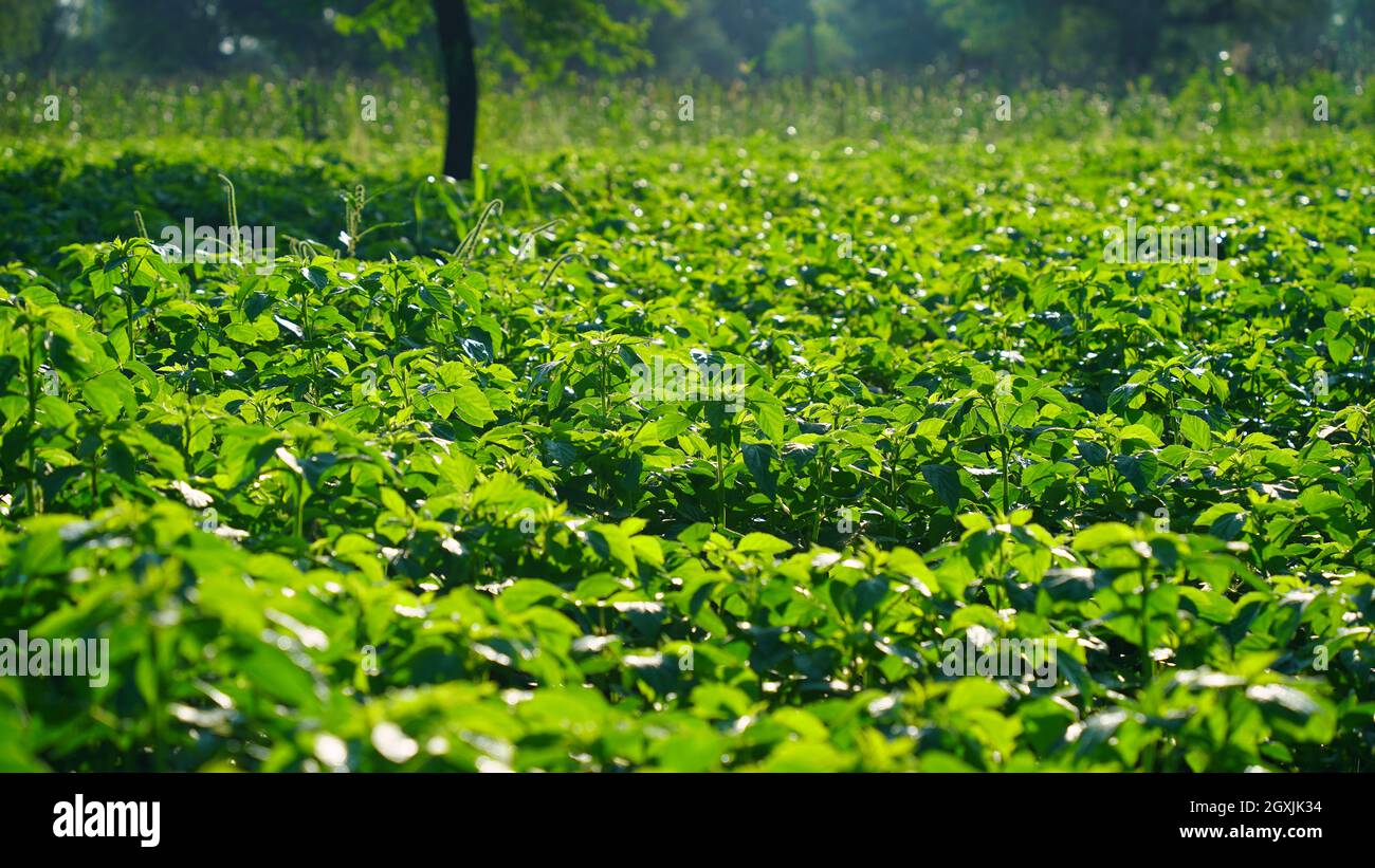 Guar or cluster bean field. Strong sunlight falls on guar or cluster bean plants. Stock Photo