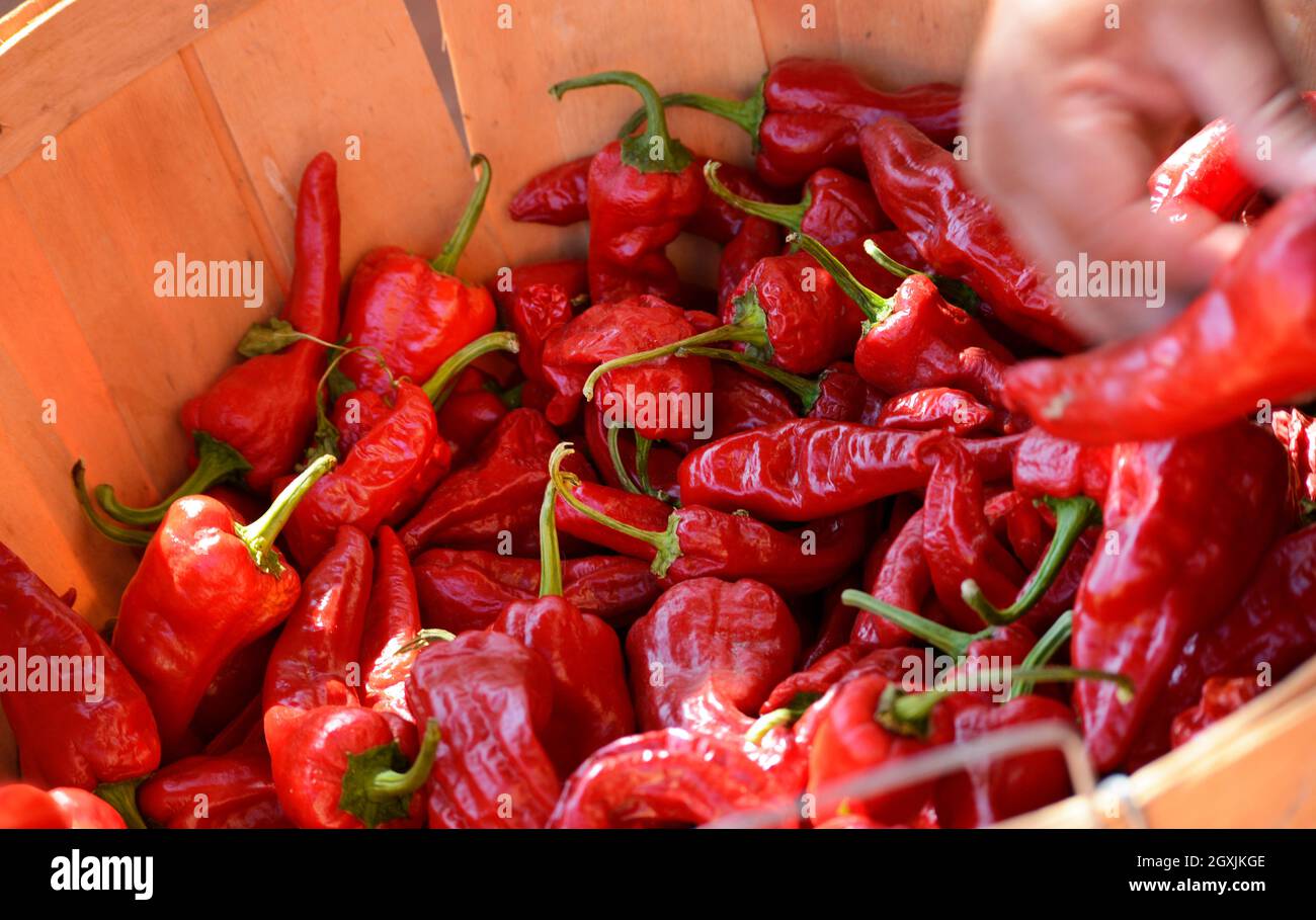 A basket of red chile peppers at the annual Harvest Festival at El Rancho de Las Golondrinas living history complex in New Mexico. Stock Photo