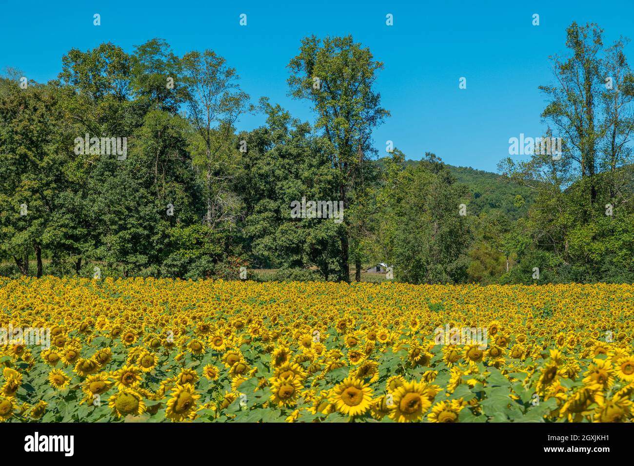 Large vibrant yellow sunflowers in full bloom on a bright sunny day in ...