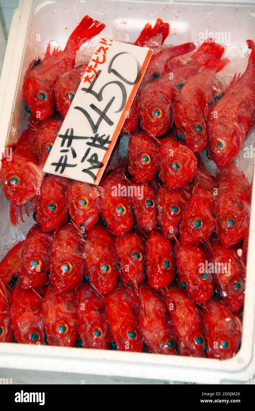 Frozen bigeye ocean perch, Helicolenus barathri, for sale at the old Tsukiji Fish Market, Tokyo, Japan Stock Photo