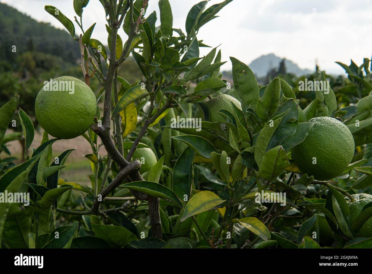 Oranges growing on a green tree hires stock photography and images Alamy