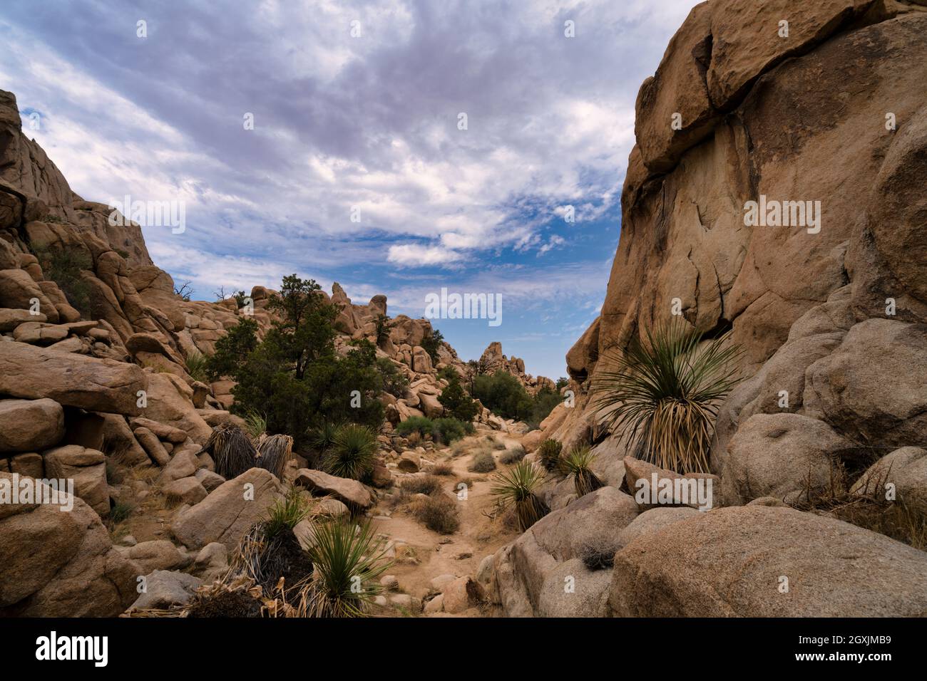 Joshua Tree National Park Stock Photo