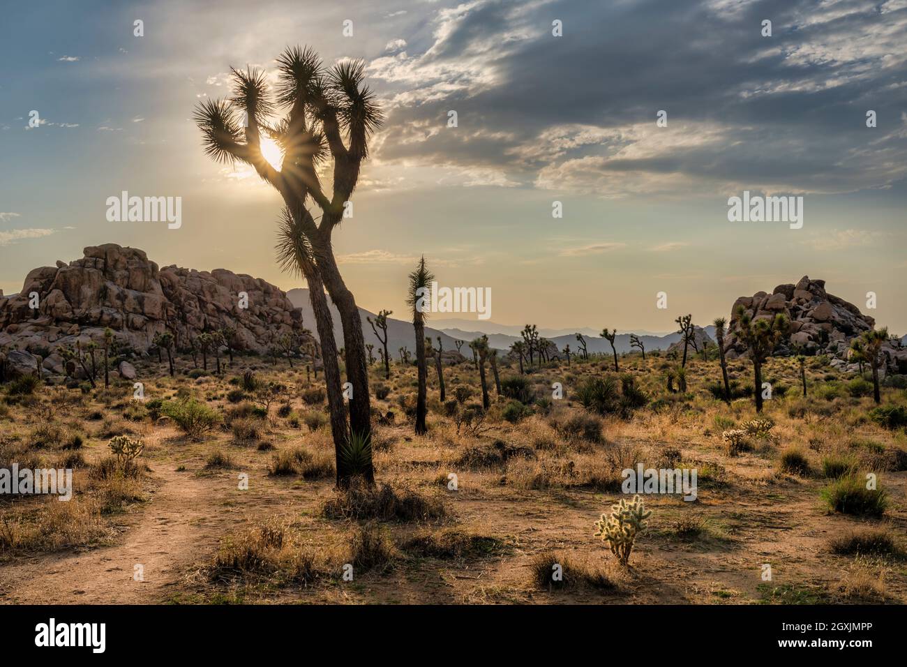 Joshua Tree National Park Stock Photo