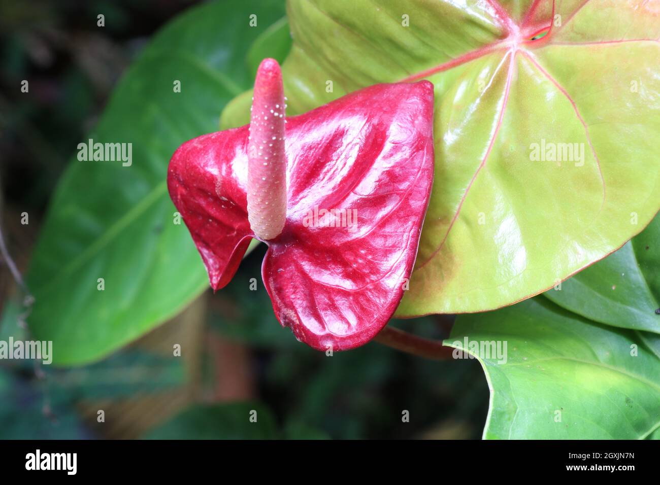 Beautiful red Anthurium flower blooming. Stock Photo