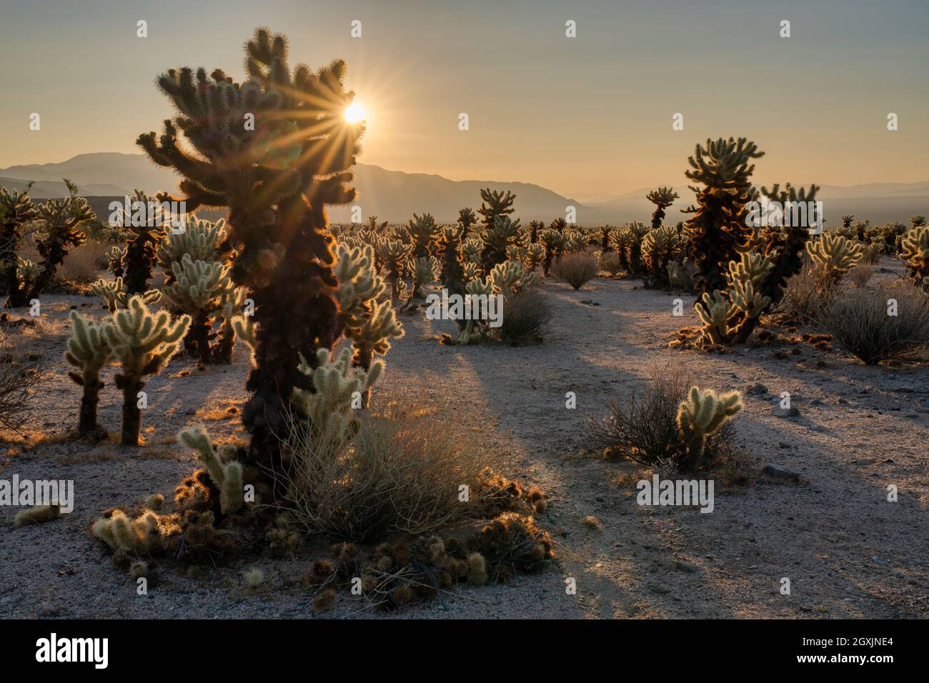 Cholla garden sunrise Stock Photo