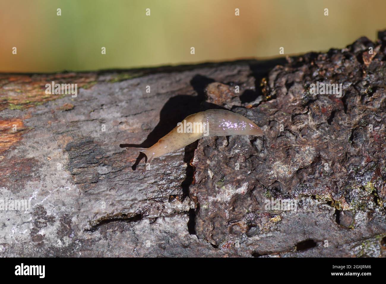 Caruana's slug (Deroceras caruanae / invadens: Agriolimacidae), with their  dart-sacs inflated, in circling courtship UK Stock Photo - Alamy