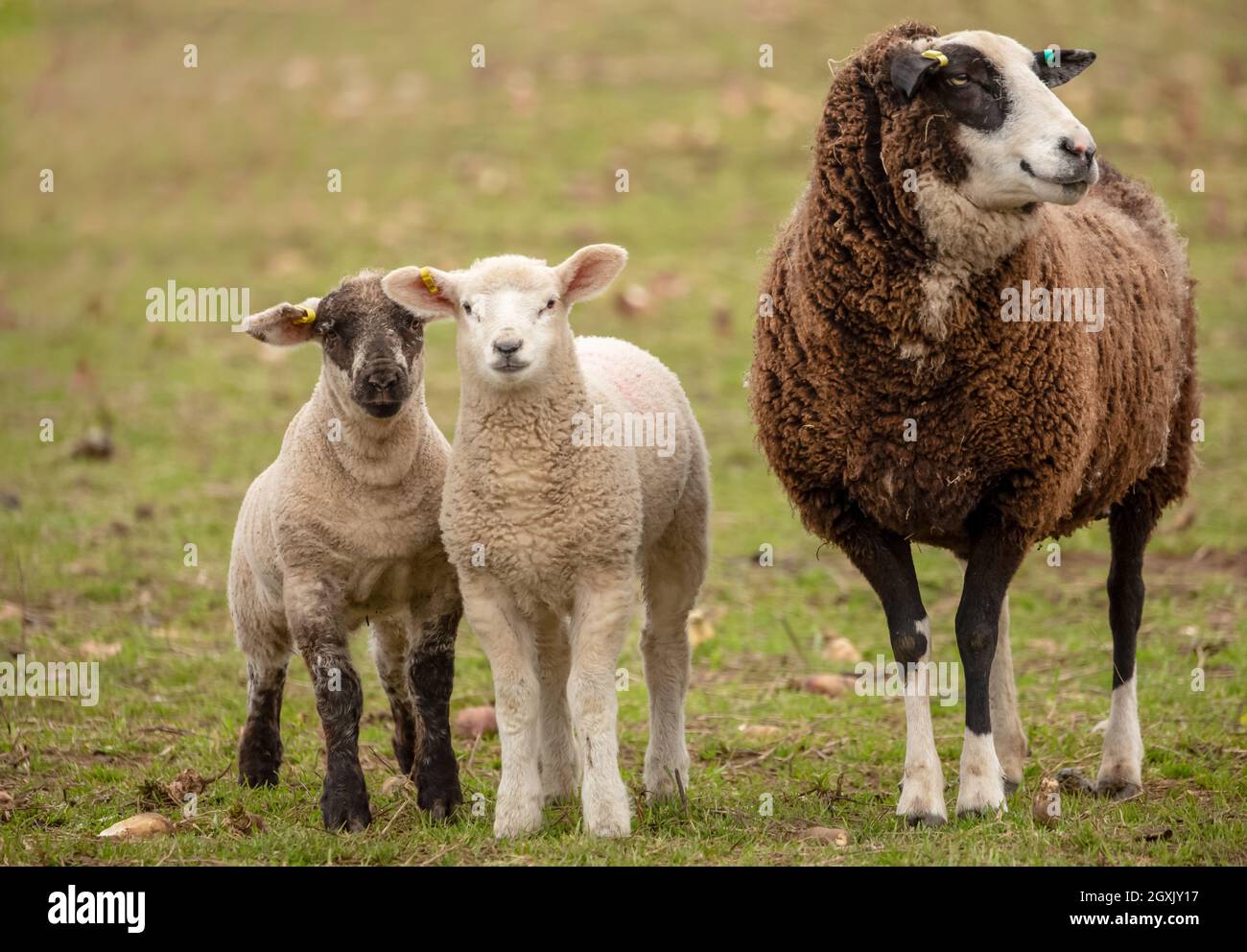 Zwartbles cross breed ewe or female sheep with two well grown lambs in Springtime.  Facing forward.  Close up.  Horizontal. Space for copy. Stock Photo