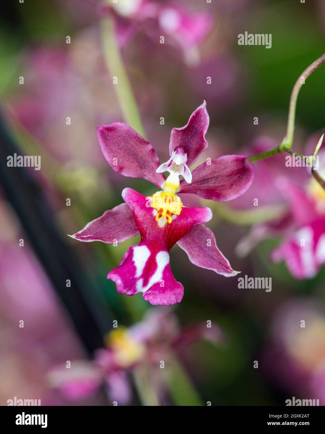 Orchid displayed at the Redlands Orchid Festival in Homestead, Fl on