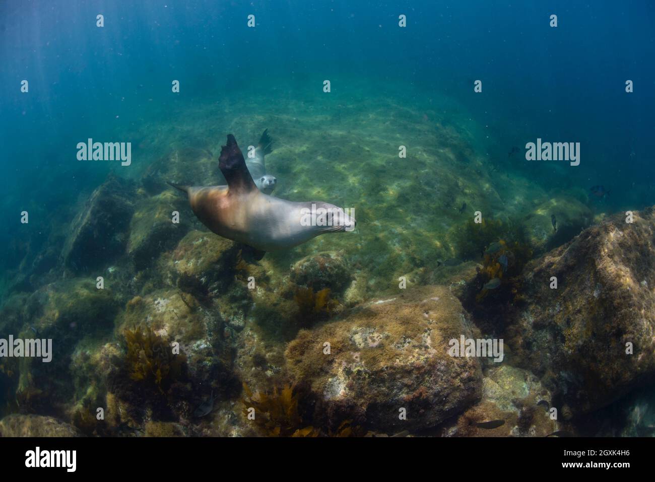 Sea lion swimming underwater in ocean, Baird Bay, Eyre Peninsula, South Australia, Australia Stock Photo