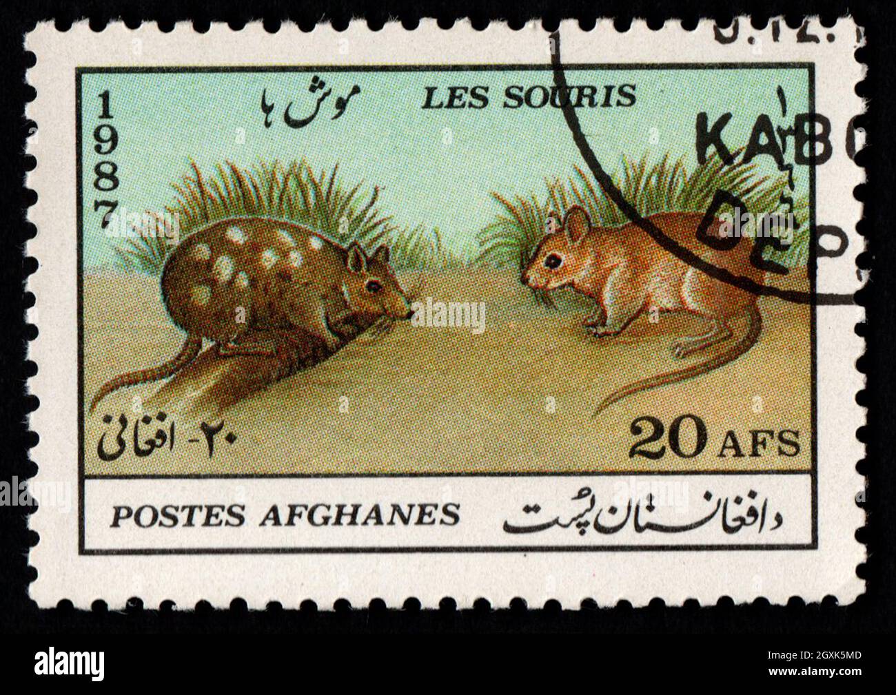 Afghanistan - CIRCA 1987: Field rodents depicted on postage stamp. Rats on postage stamp of Afghanistan. Stamp for mail isolated on black. Wild rodent Stock Photo