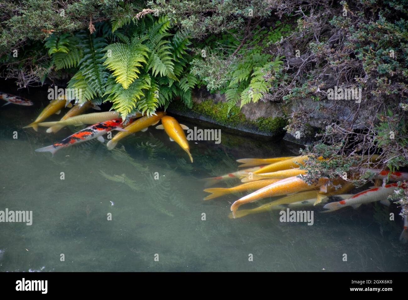 Ornamental carp, Cyprinus carpio, Japan Stock Photo Alamy