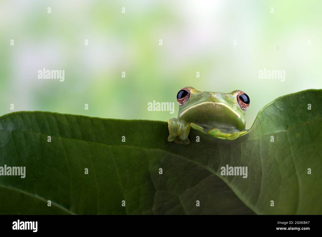 Malayan tree frog peeking over the edge of an Anthurium leaf, Indonesia Stock Photo