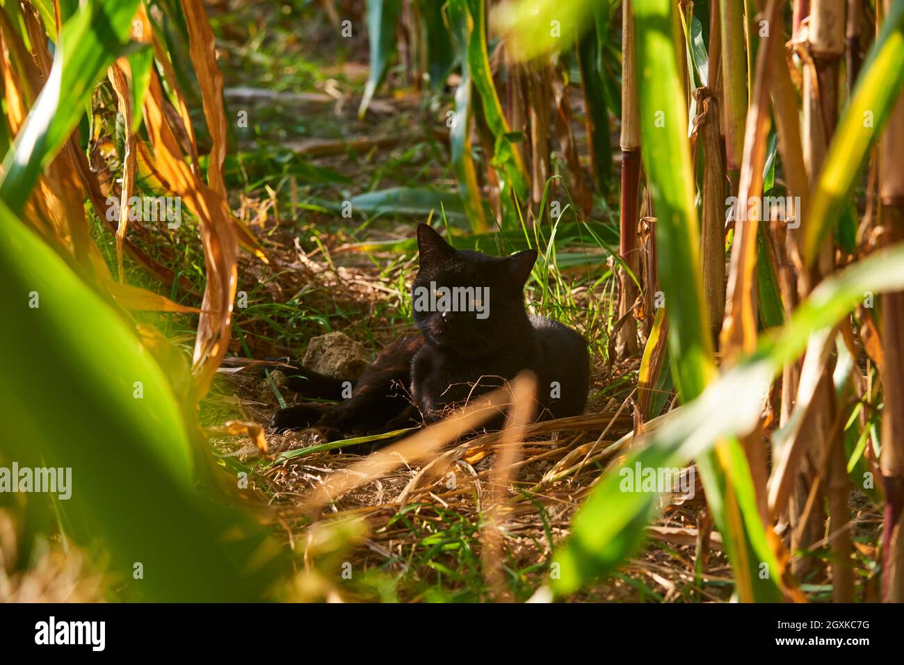 Resting black cat in a corn field Stock Photo - Alamy