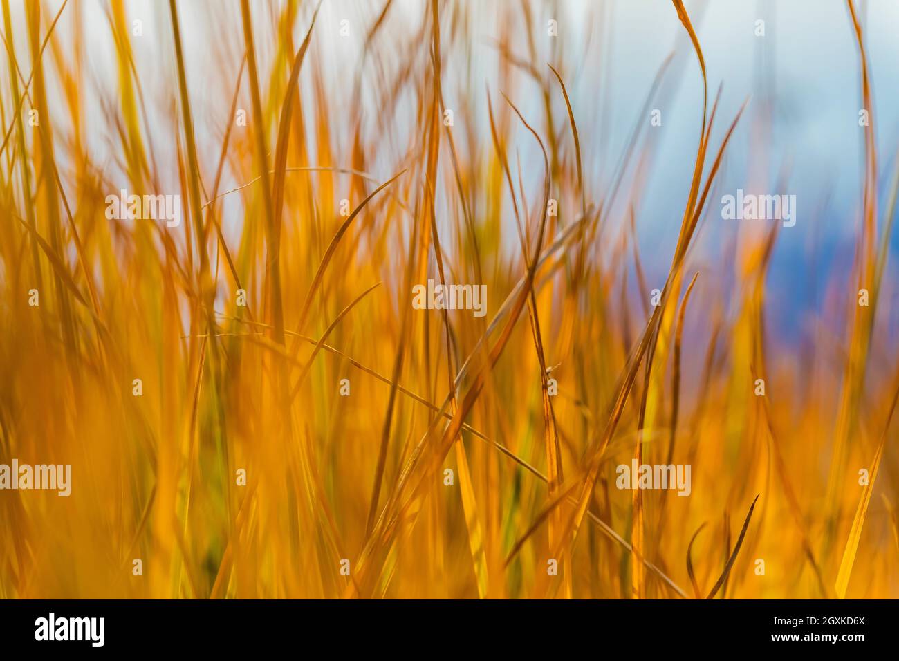 Grasses in autumn gold in a subalpine meadow at Obstruction Point area of Olympic National Park, Washington State, USA Stock Photo
