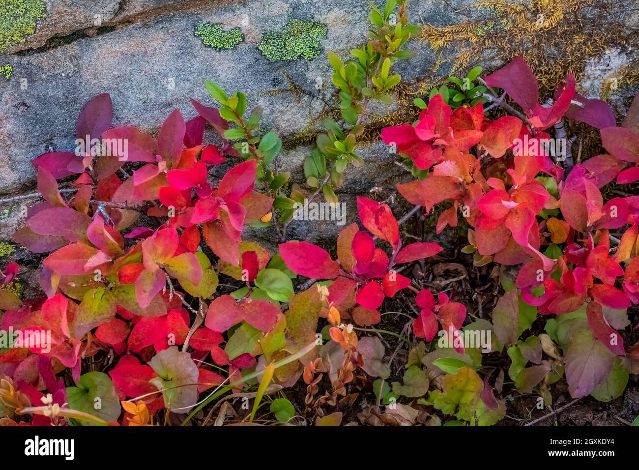 Dwarf Bilberry, Vaccinium cespitosum, in subalpine meadow along Grand Valley Trail in Obstruction Point area of Olympic National Park, Washington Stat Stock Photo