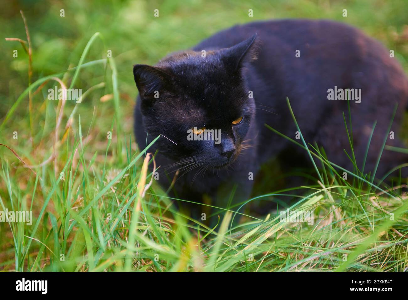 Black Cat Across Green Lawn on Hunt Stock Photo - Alamy