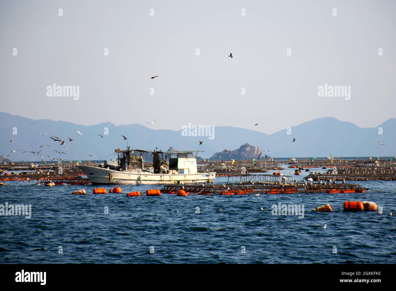 Aquaculture pans for red seabream, Pagrus major, Ainan, Japan Stock Photo
