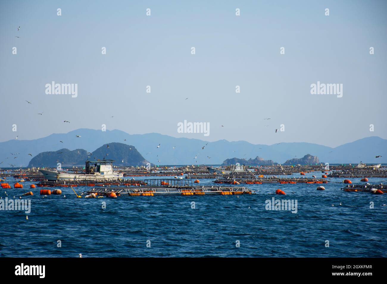 Aquaculture pans for red seabream, Pagrus major, Ainan, Japan Stock Photo