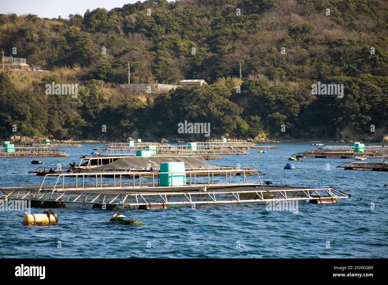 Oyster rafts, Ainan, Japan Stock Photo