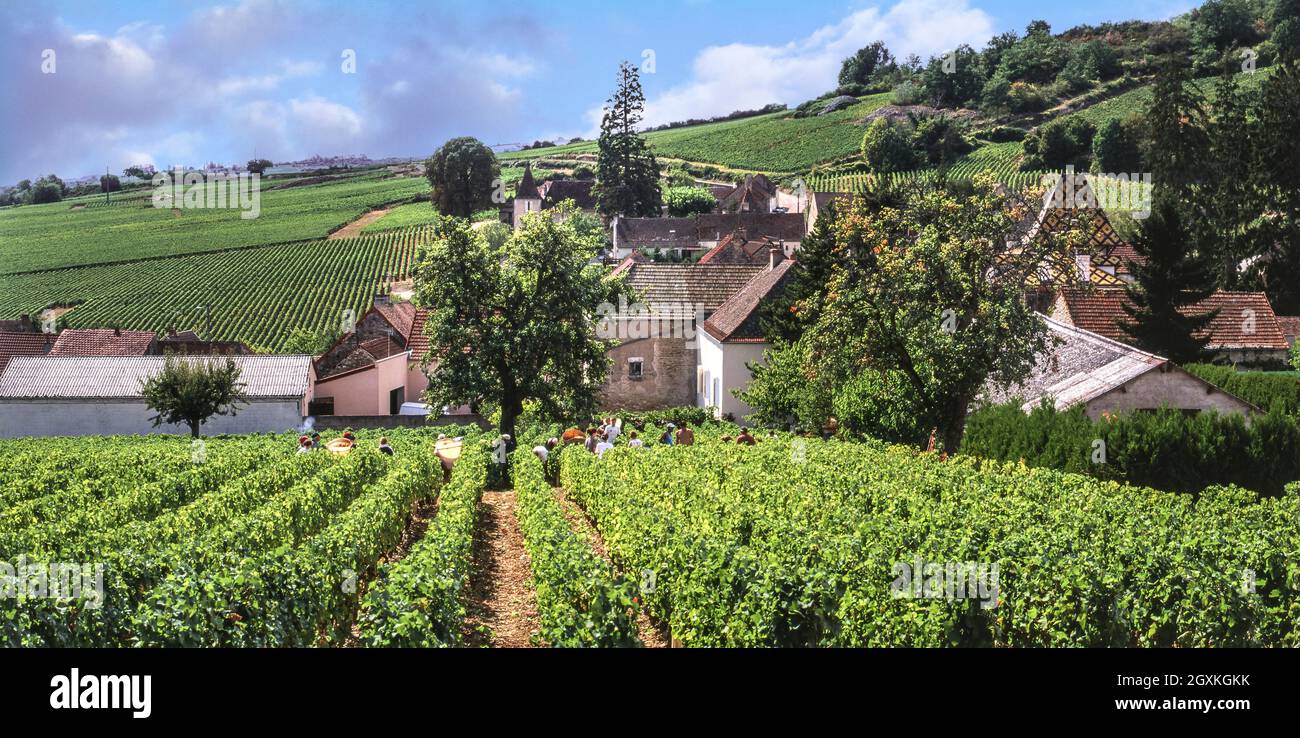 SANTENAY Harvest grape grapes vendanges at Le Village vineyard in Santenay Cote d'Or Burgundy France Stock Photo