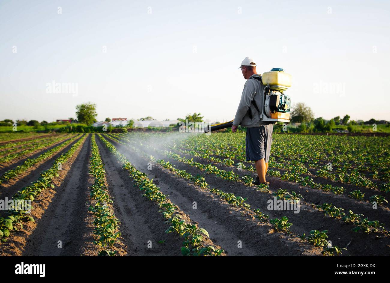 Farmer sprays pesticides on plantation. Use of chemicals for protection of plants from insects