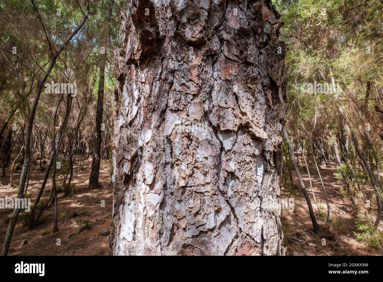 Pine tree bark closeup, tree trunk in forest close-up Stock Photo