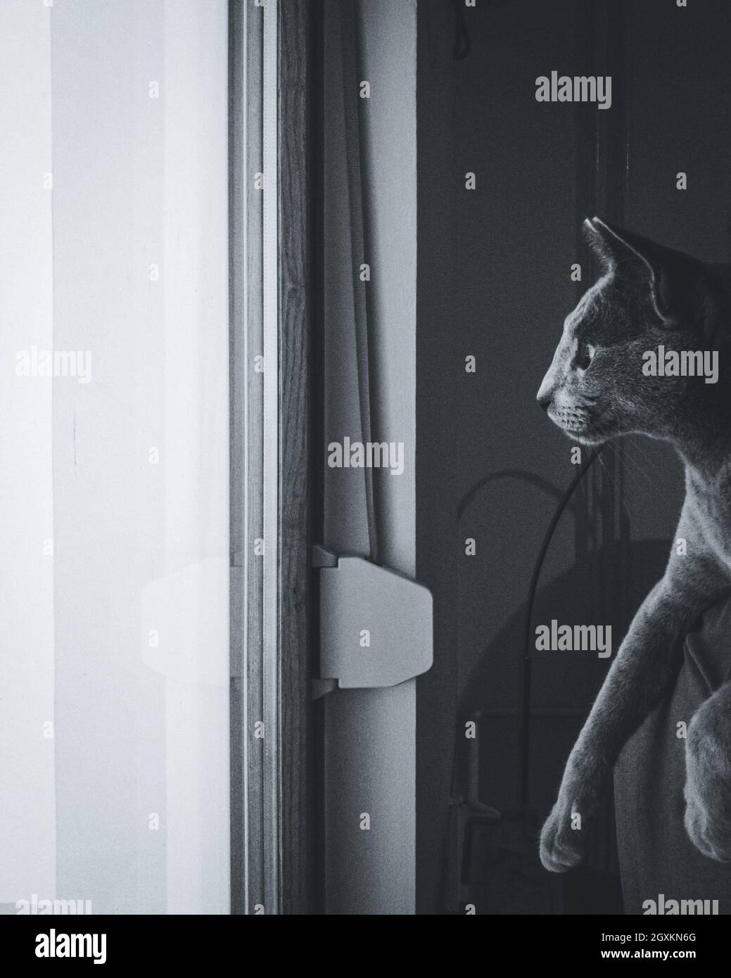 Russian Blue Cat playing on the balcony Stock Photo