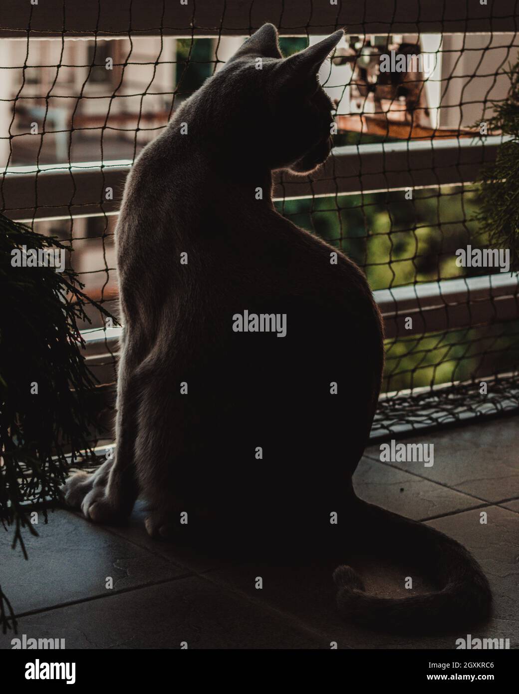 Russian Blue Cat playing on the balcony Stock Photo