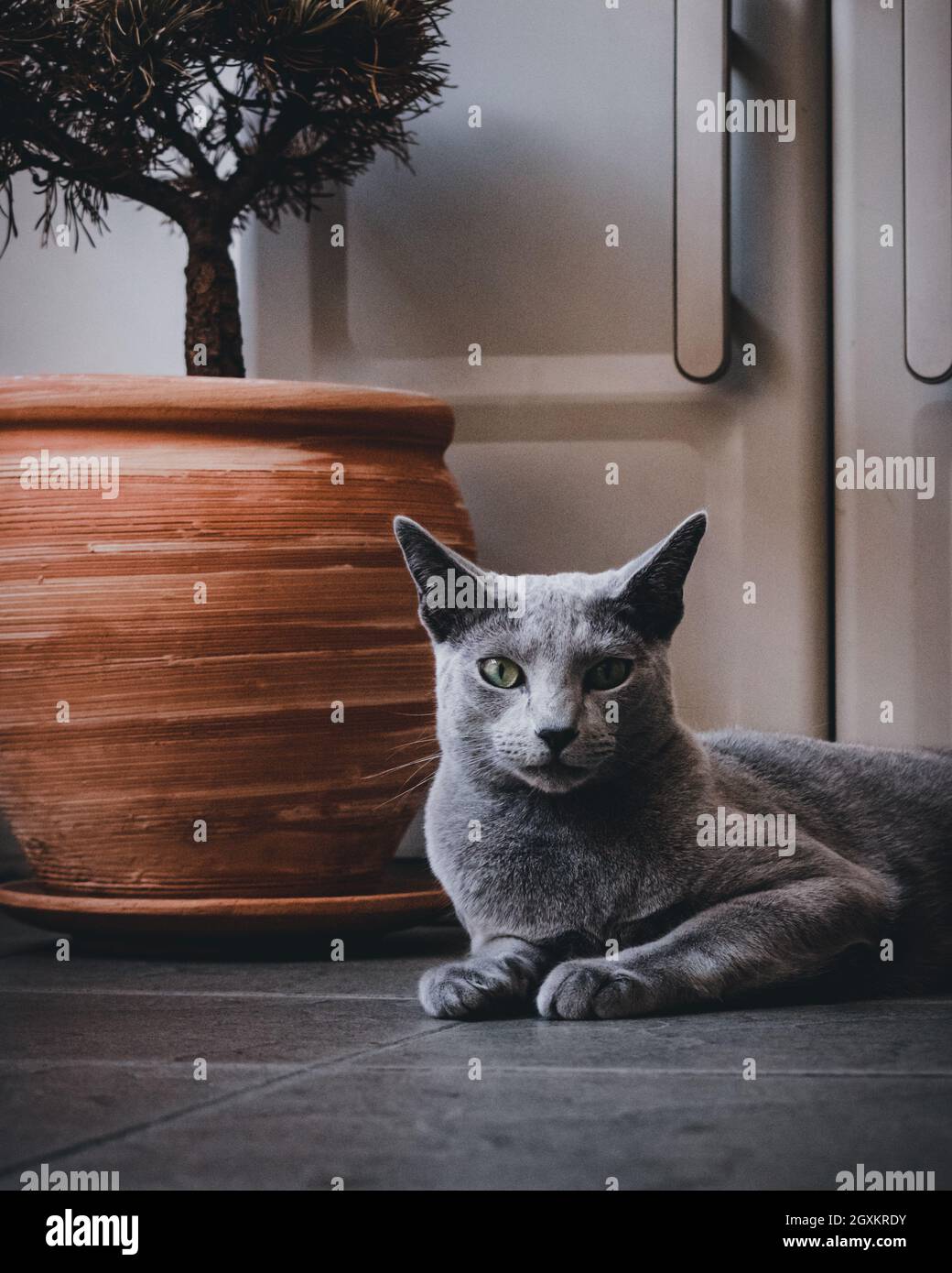 Russian Blue Cat playing on the balcony Stock Photo