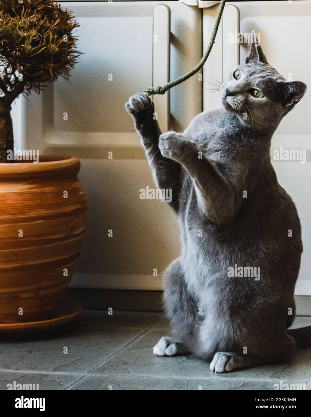 Russian Blue Cat playing on the balcony Stock Photo