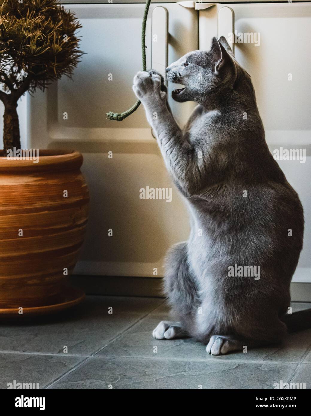 Russian Blue Cat playing on the balcony Stock Photo