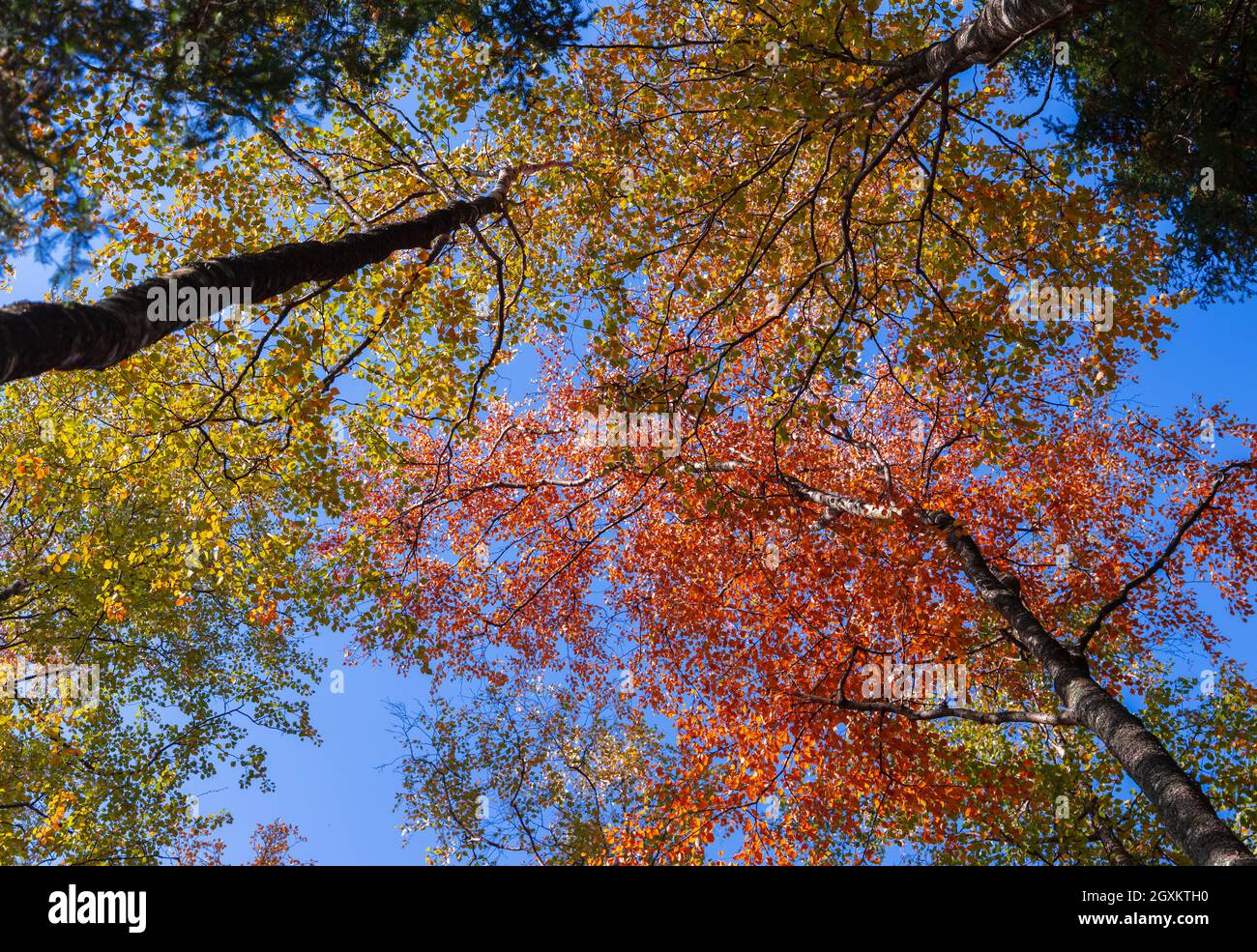 Birch trees with colorful leaves are under clear blue sky on a sunny autumn day Stock Photo