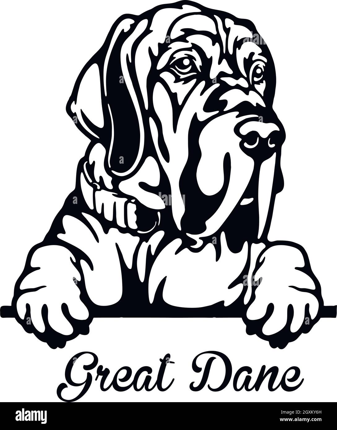 Great Dane Peeking Dog - head isolated on white - vector stock Stock