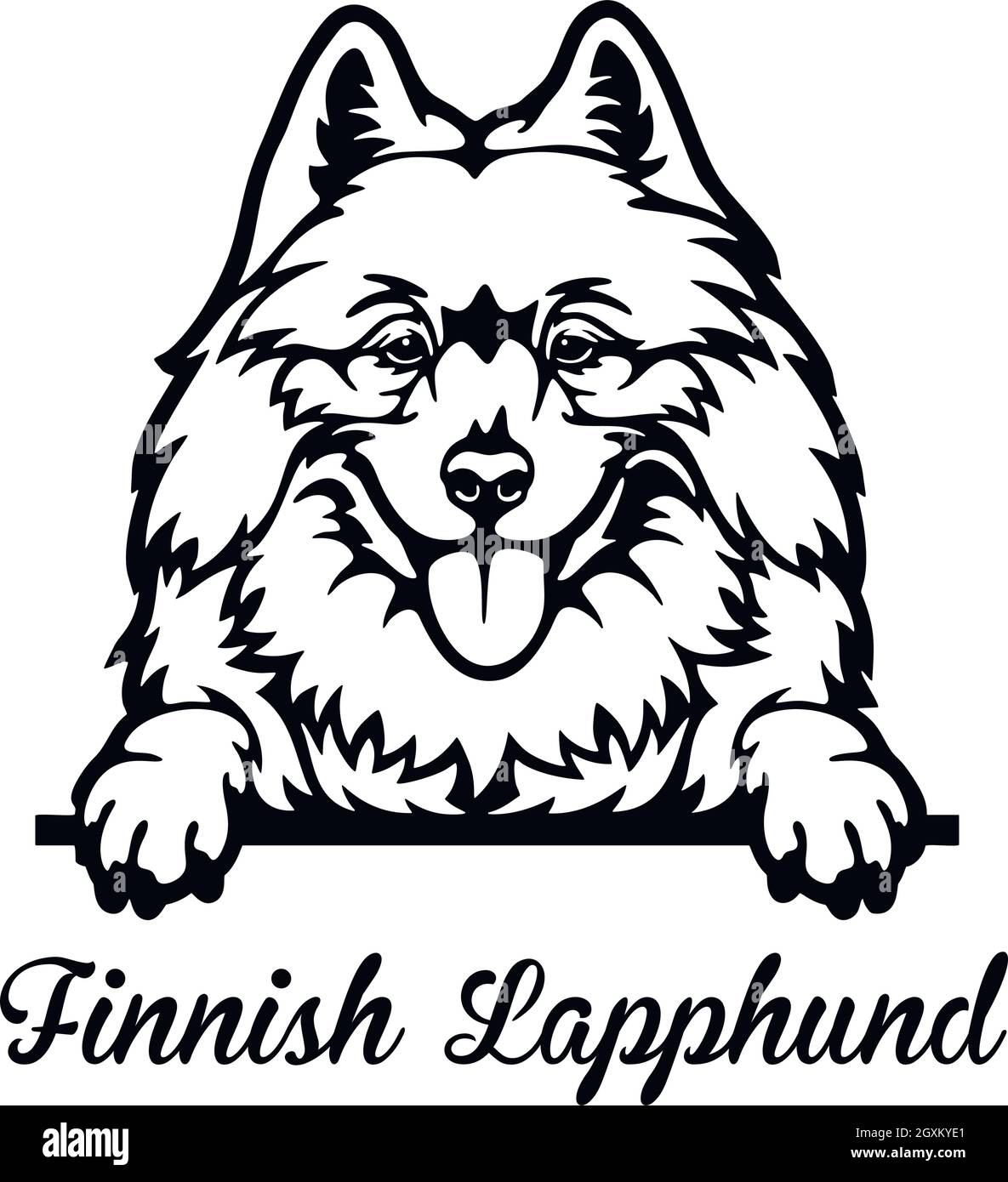 Finnish Lapphund Peeking Dog - head isolated on white - vector stock ...