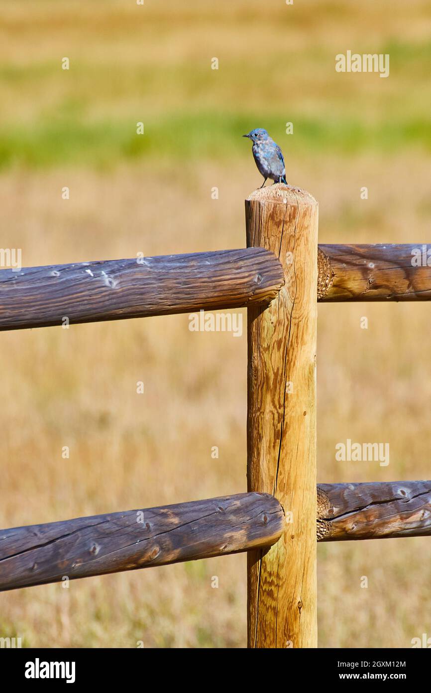 Vertical wood fence post with blue bird on top Stock Photo