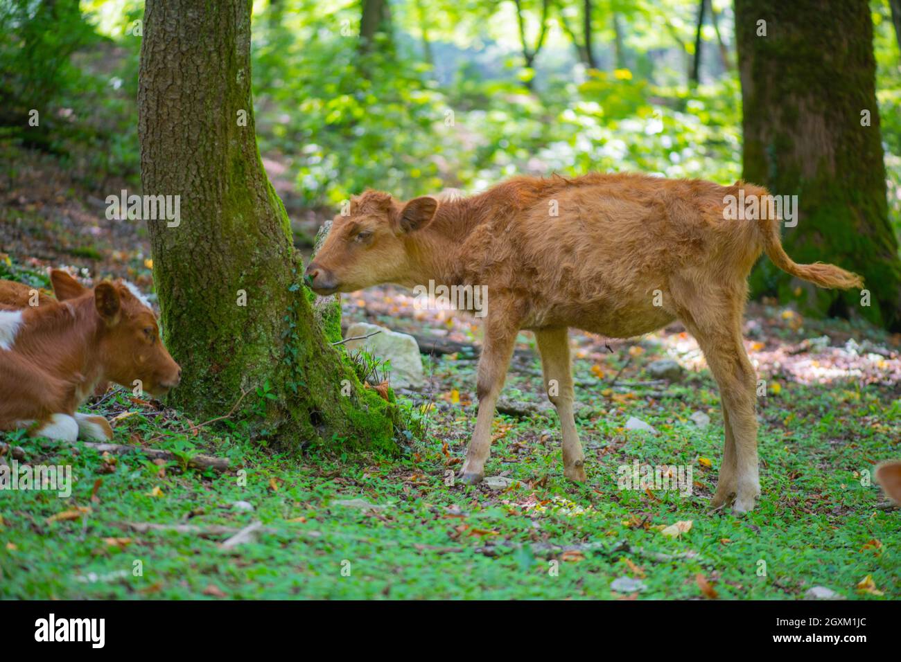 young animals of some wild species are also sometimes called calves Stock Photo Alamy