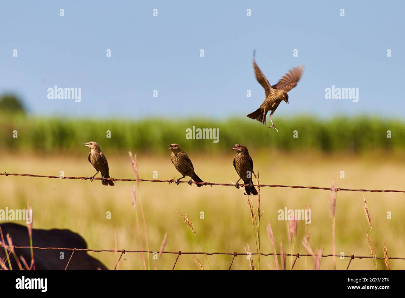 Birds on wire fence one in midair Stock Photo