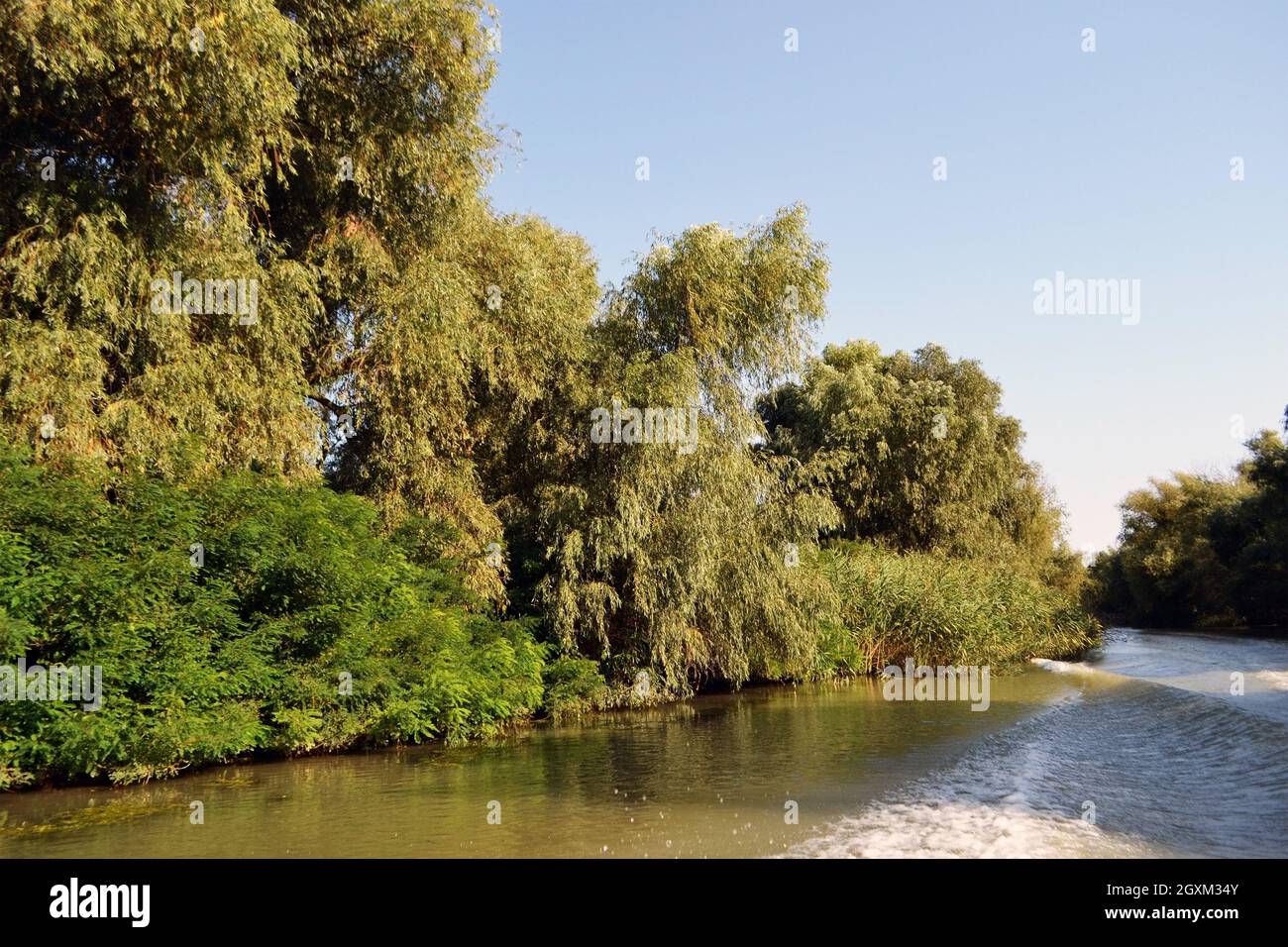 In the Danube Delta, through the labyrinth of the Danube canals, on the  Lipovenilor canal, where willows and reed curtains bring the charm of  places Stock Photo - Alamy