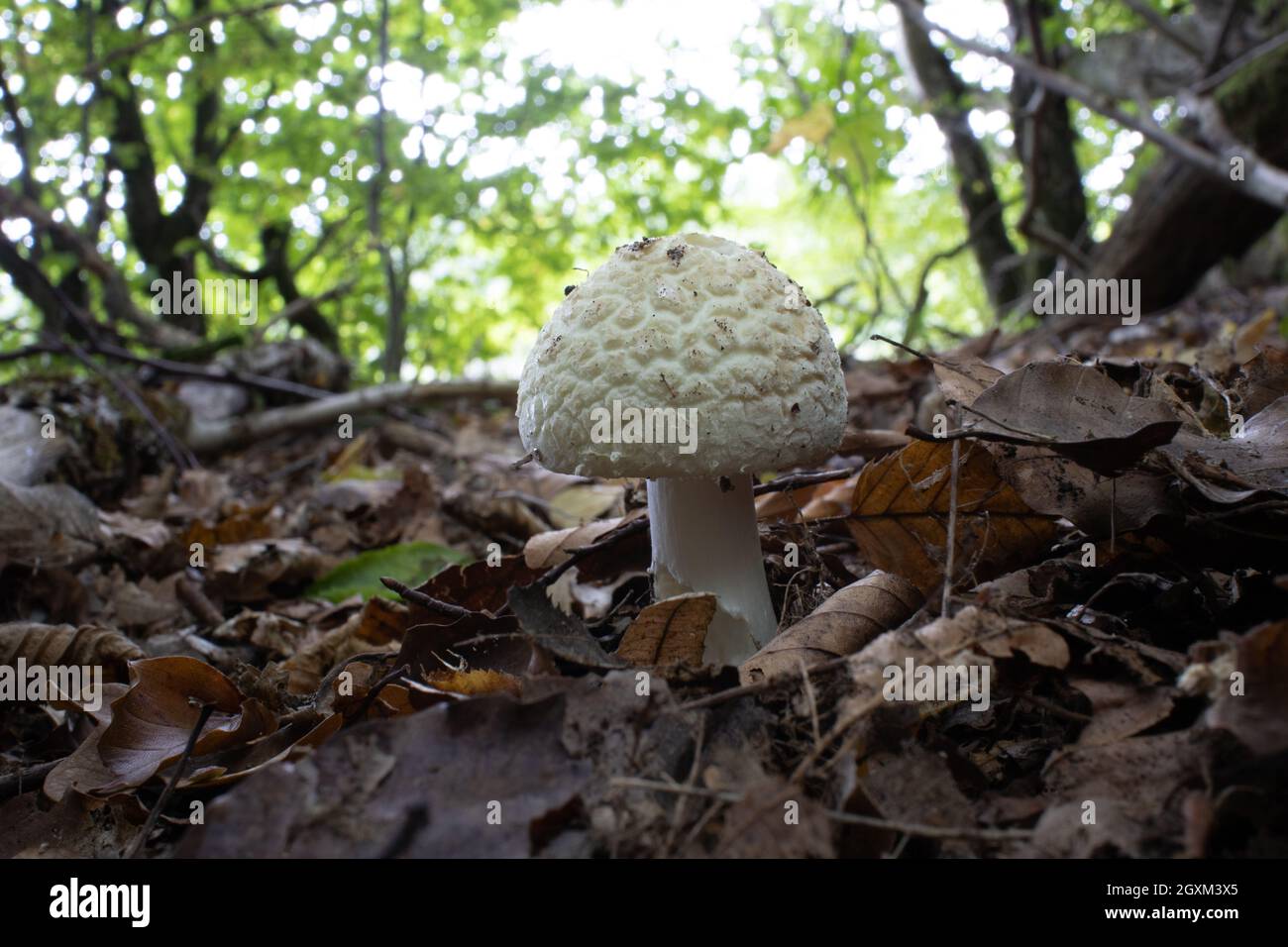 gelber Knollenblätterpilz Stock Photo