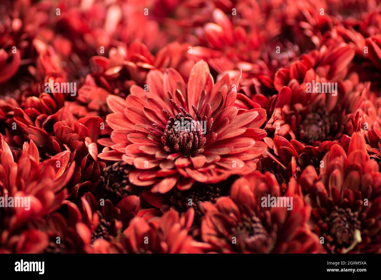 Blooming red chrysanthemums close-up, macro. Korean chrysanthemum. Background with blooming chrysanthemums. Multiflora. Stock Photo