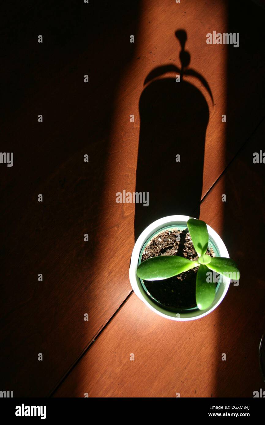 A small green succulent in a pot casts a long shadow on a wooden floor ominously Stock Photo
