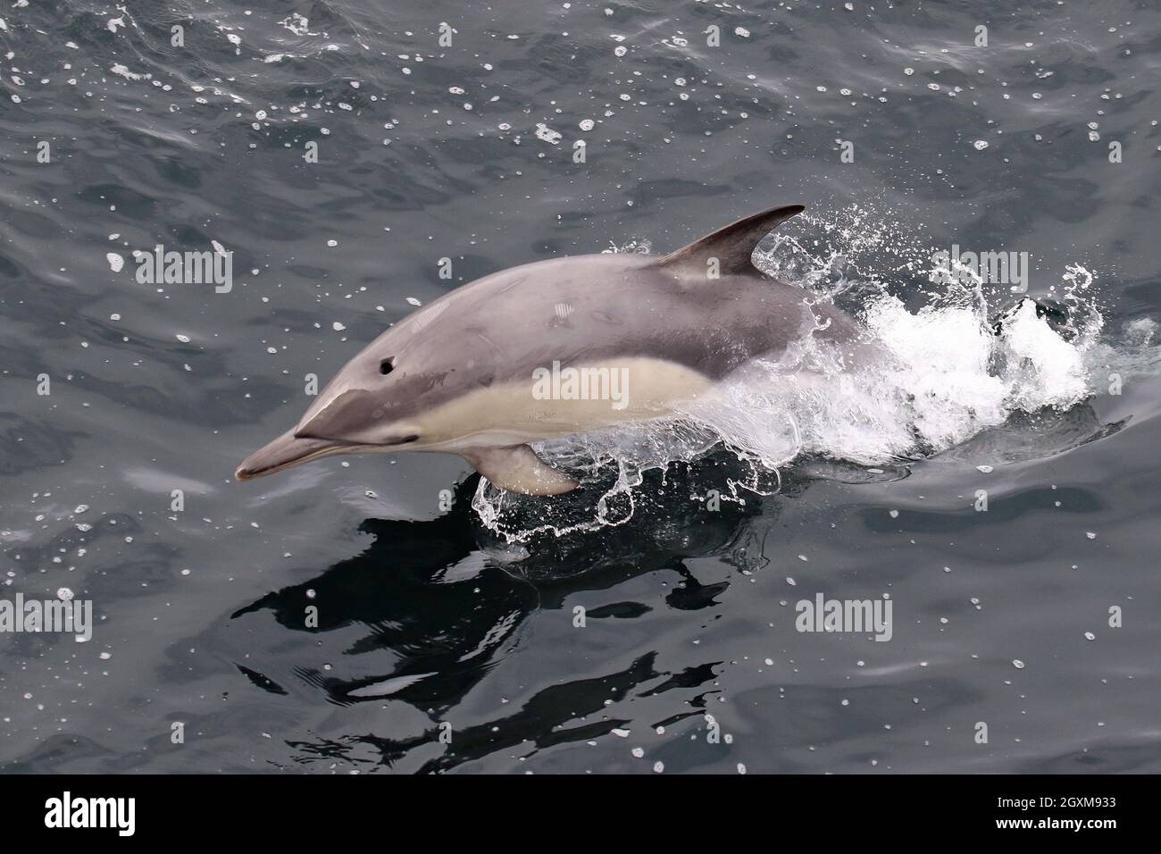 Sequence 11 - Sequence Of 4 Photos Of A Common Dolphin Leaping In Uk 