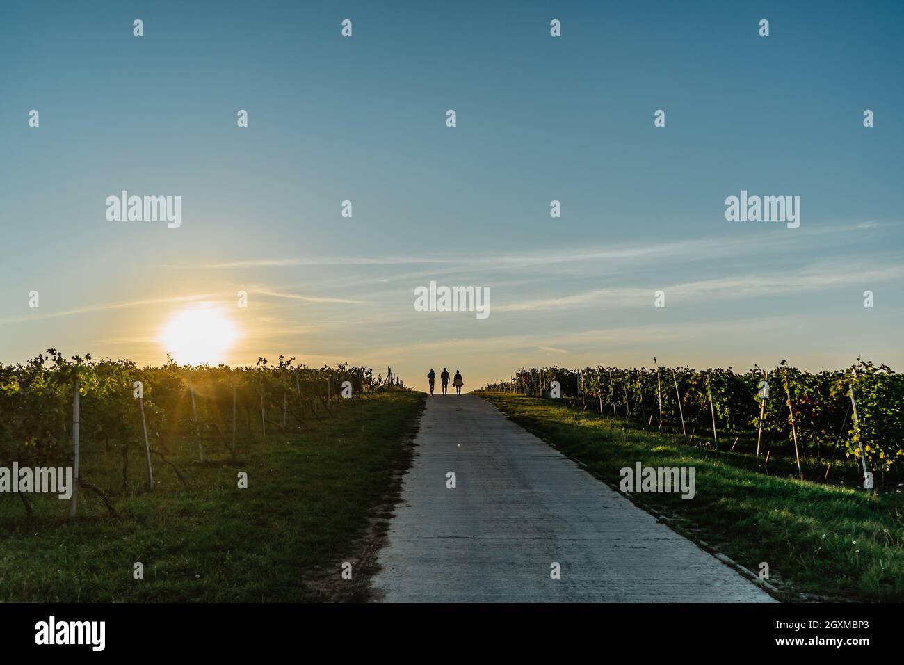 Rear view of group of three friends walking in Czech countryside at sunset.Adventure,freedom,travel, tourism,hike and people friendship concept.Sport Stock Photo